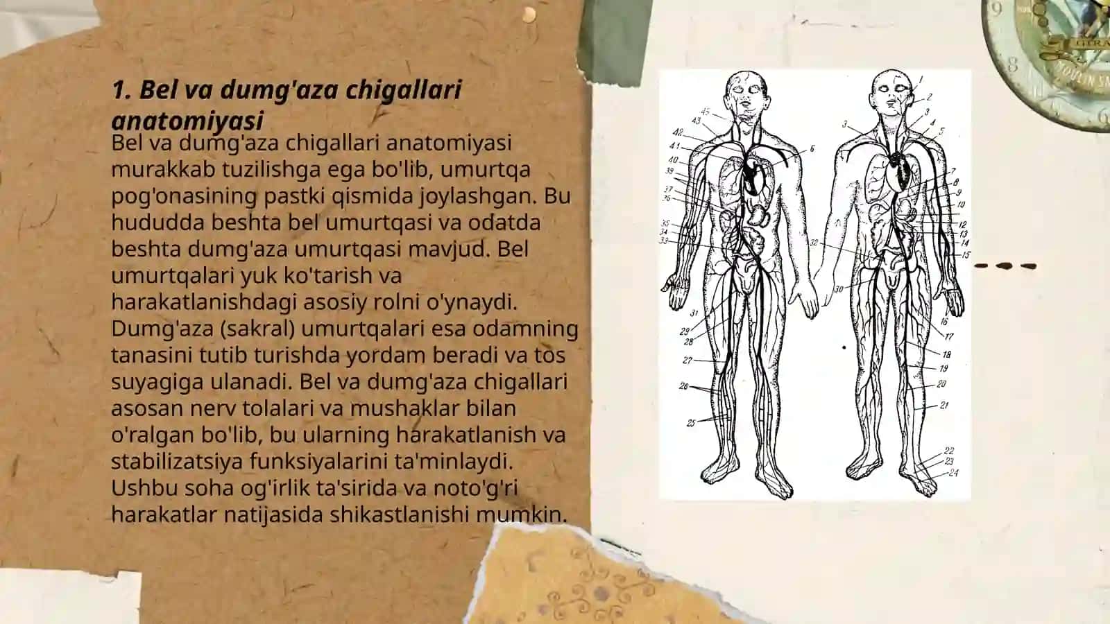 Bel va dumg'aza chigallari anatomiyasi 3