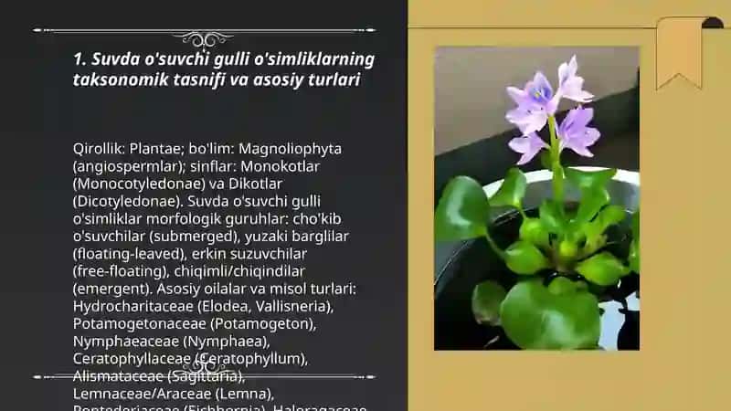 Suvda o'suvchi gulli o'simliklarning umumiy harakteristikasi va baliqchilikdagi ahamiyati 3