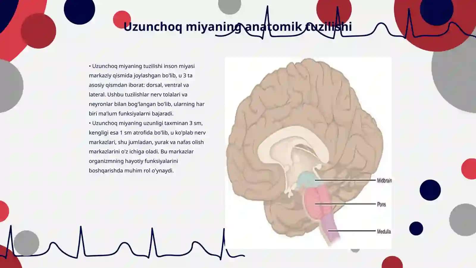 Uzunchoq miya (Medulla oblongata) – tuzilishi va funksiyalari 3