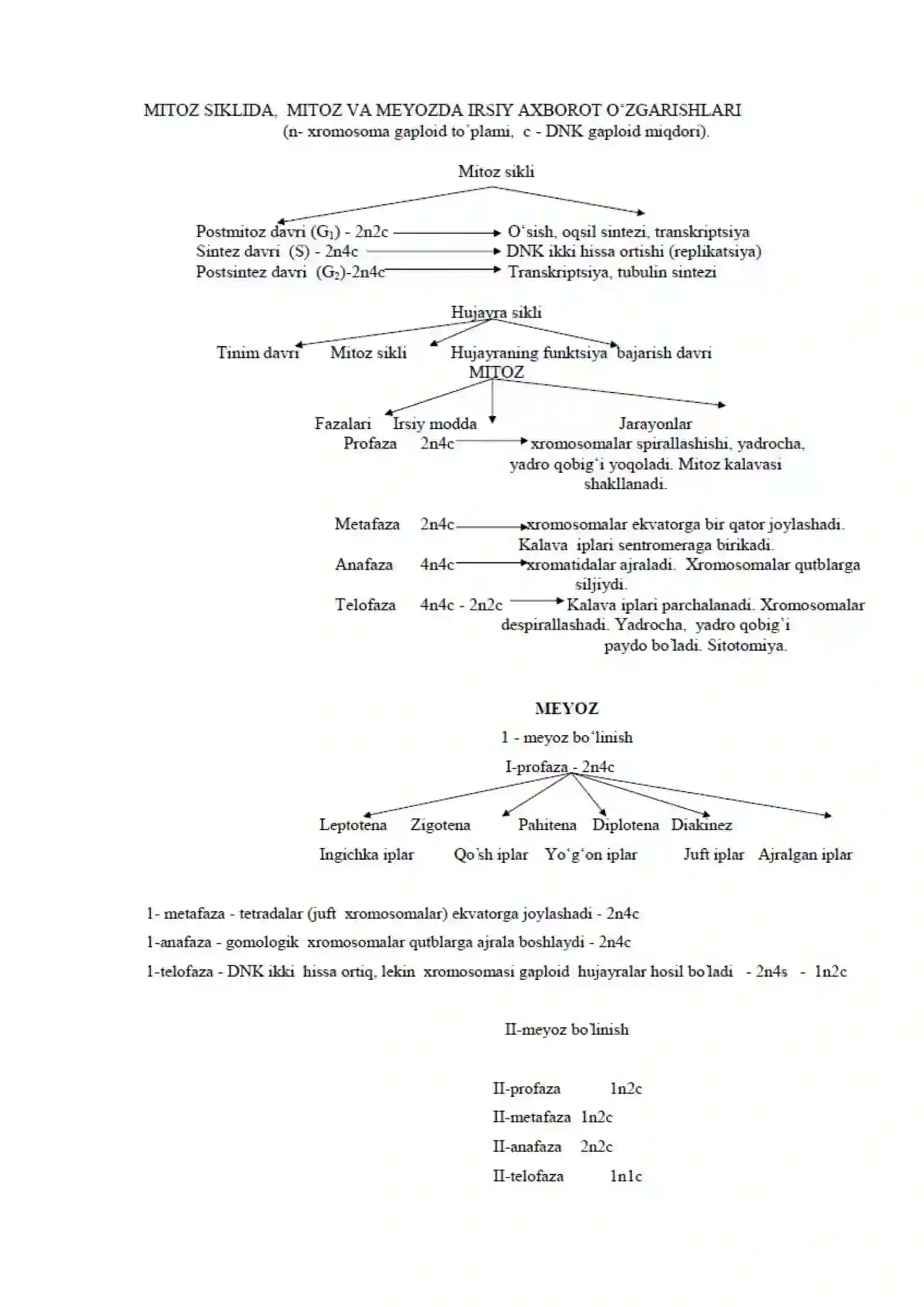 Hujayralarning mitotik va hayotiy sikli. Hujayra proliferatsiyasi. Hujayraning meyotik bo‘linishi. Mitoz va meyozning patologiyasi 3