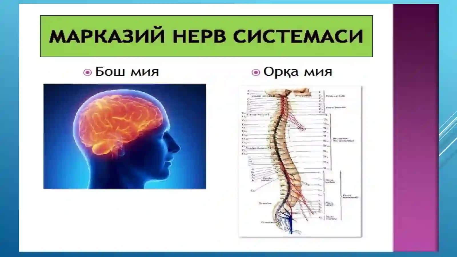 Асаб тизими 3