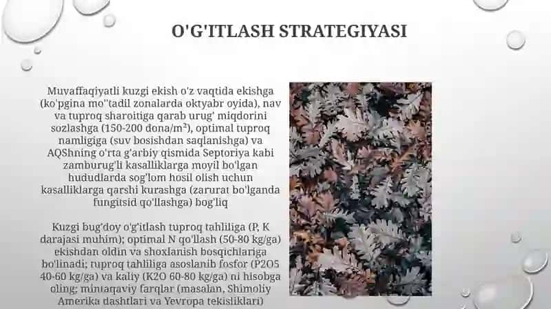 Kuzgi bug'doy navlari va mosligi 3
