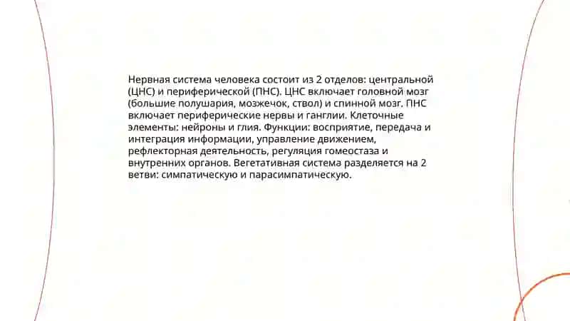 Нервная система и психические процессы человека 3