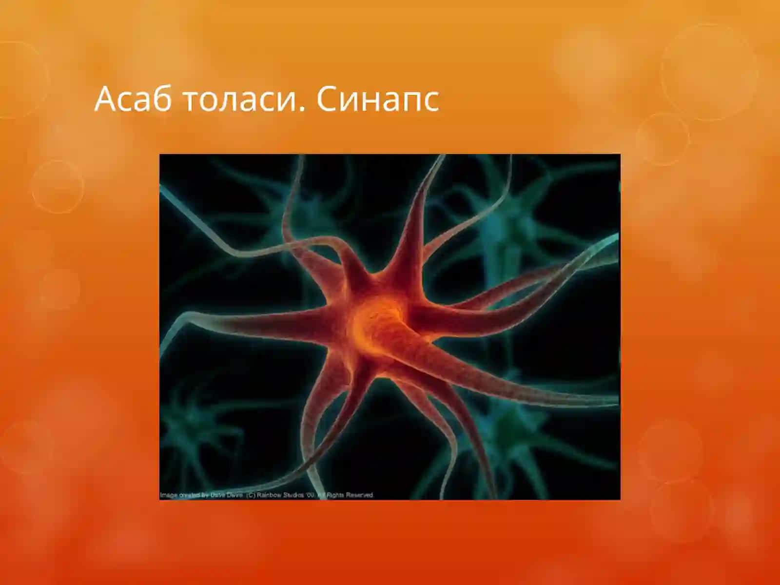 Мушаклар физиологияси. Асаб толаси ва синапслар 3