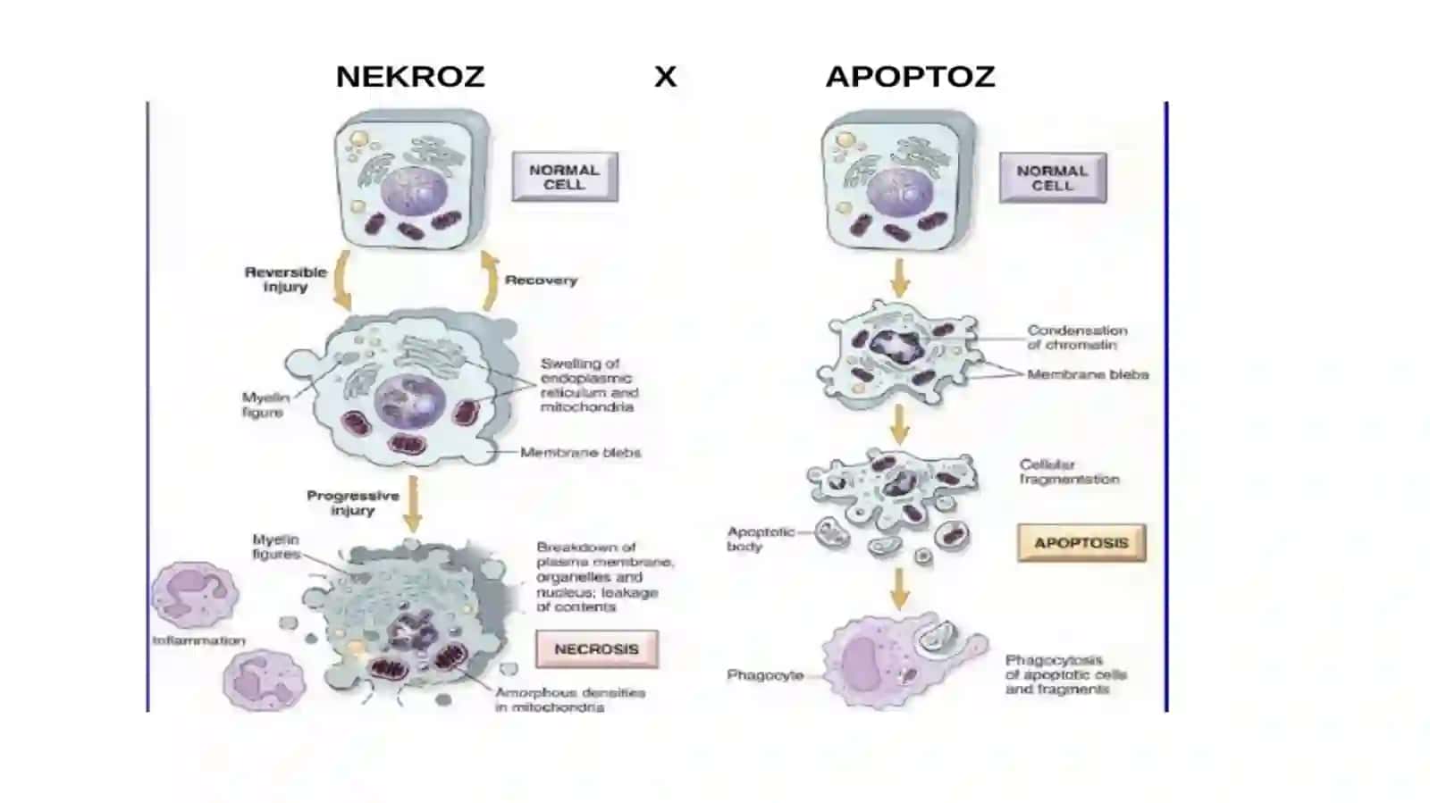 Hujayrabiologiyasi (apoptoz va nekroz) 3