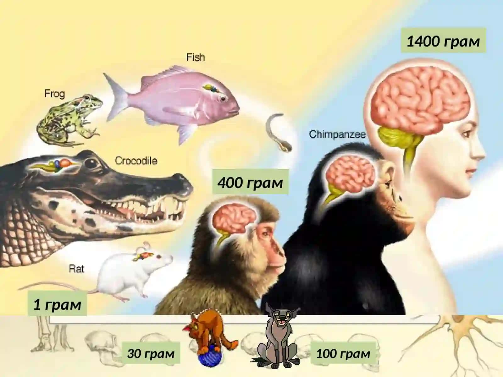 Строение и функции головного мозга 3
