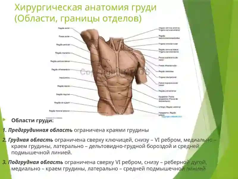 Хирургическая анатомия грудной стенки и молочной железы. Оперативная хирургия грудной клетки и молочной железы 3