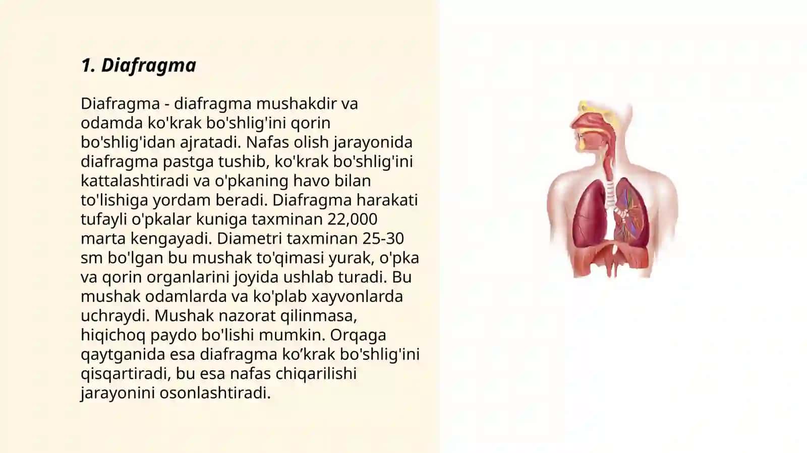 Nafas olish muskullari 3