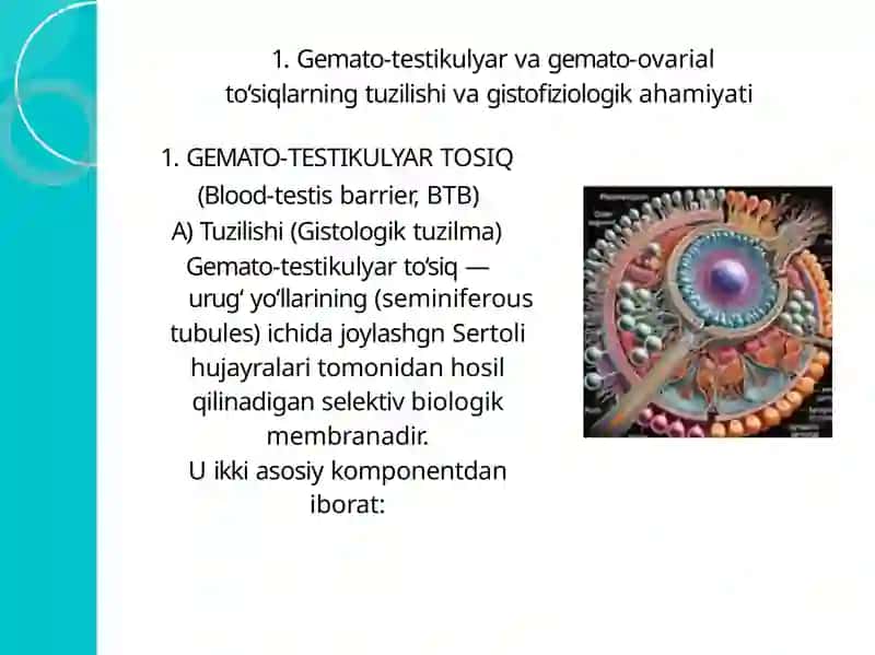 Gemato-testikulyar va gemato-ovarial to'siqning gistofiziologiyasi 3