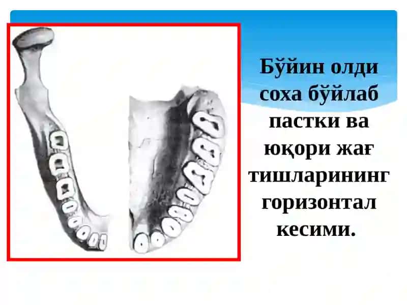 КЛИНИК ЭНДОДОНТИЯ 3