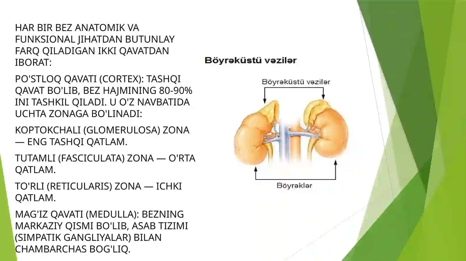 Buyrak usti bezi tuzilishi,taraqqiyoti vazifasi 3