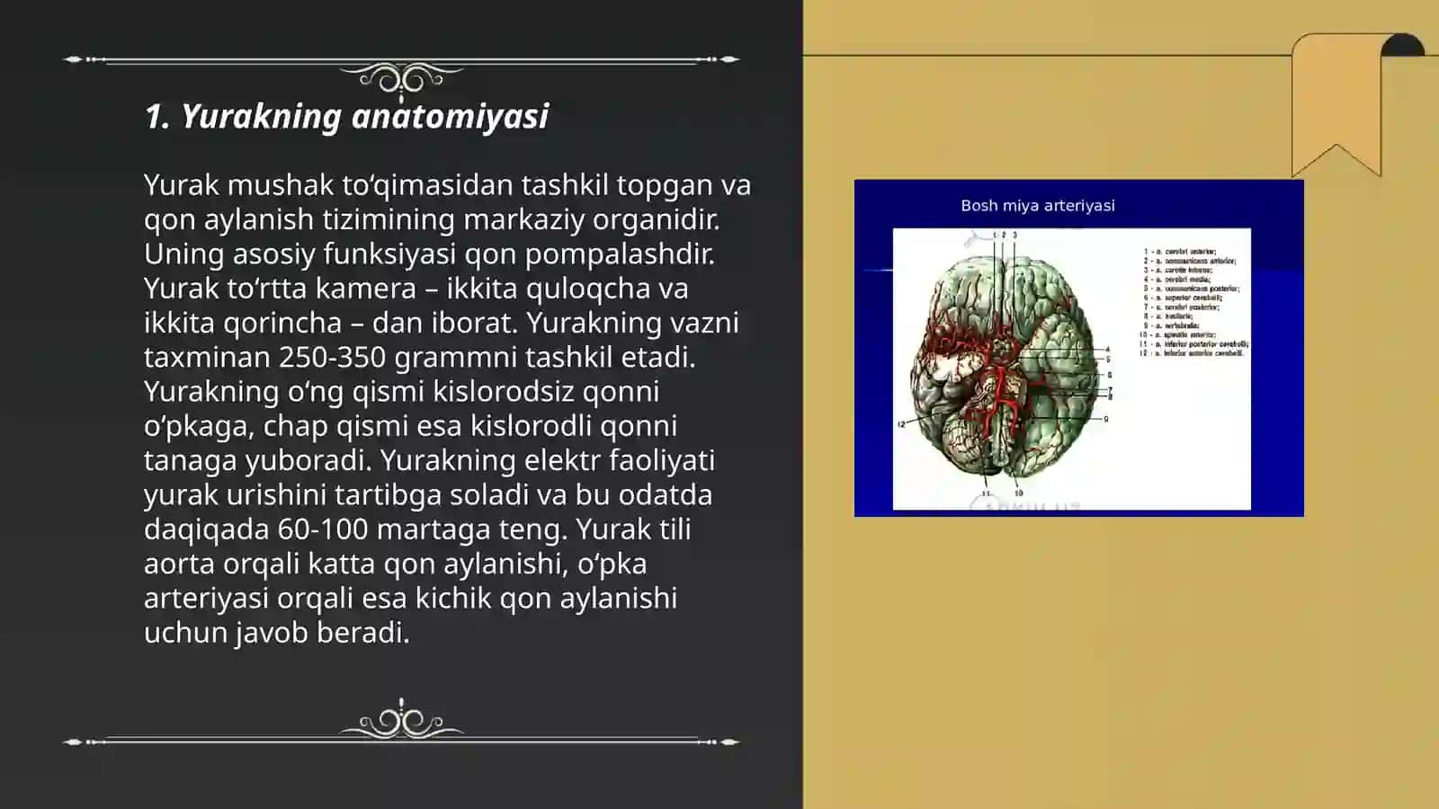 Yurak qon tomirlar tizimi tuzilishi 3
