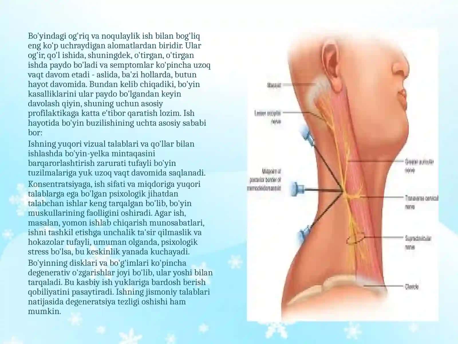 Bo’yin mushaklari fiziologiyasi 3
