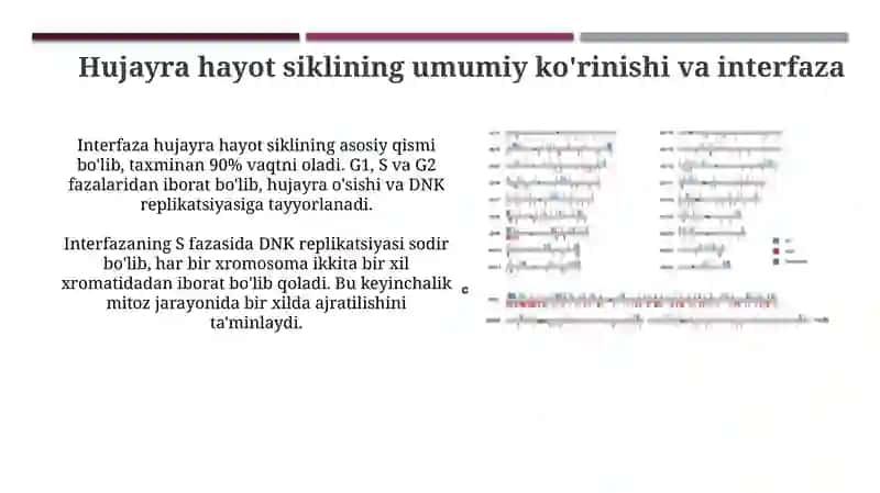 Mitotik sikl va hujayraning hayot sikli 3