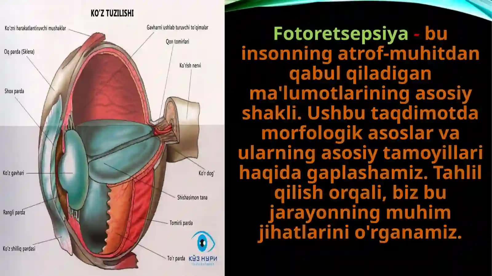 Fotoretsepsiya - Fotoretsepsiyaning morfologik asoslari 3