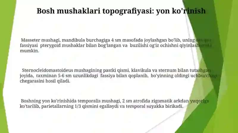 Boyin mushaklari, Fatsiyalari va topografiyasi Bosh mushaklari 3