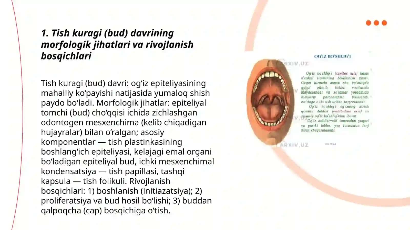 Tish kuragi (bud) davrining morfologik jihatlari va rivojlanish bosqichlari 3