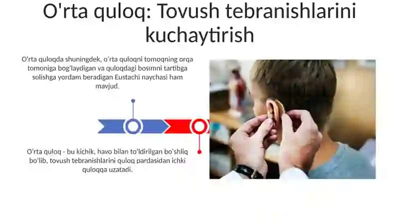 Eshitish analizatorlari va ularning fizialogik xossalari 3