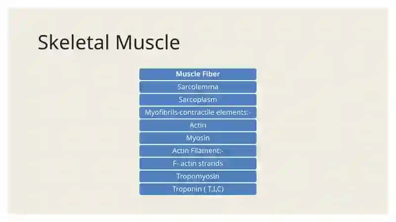 Structure Of Skeletal Muscle 3