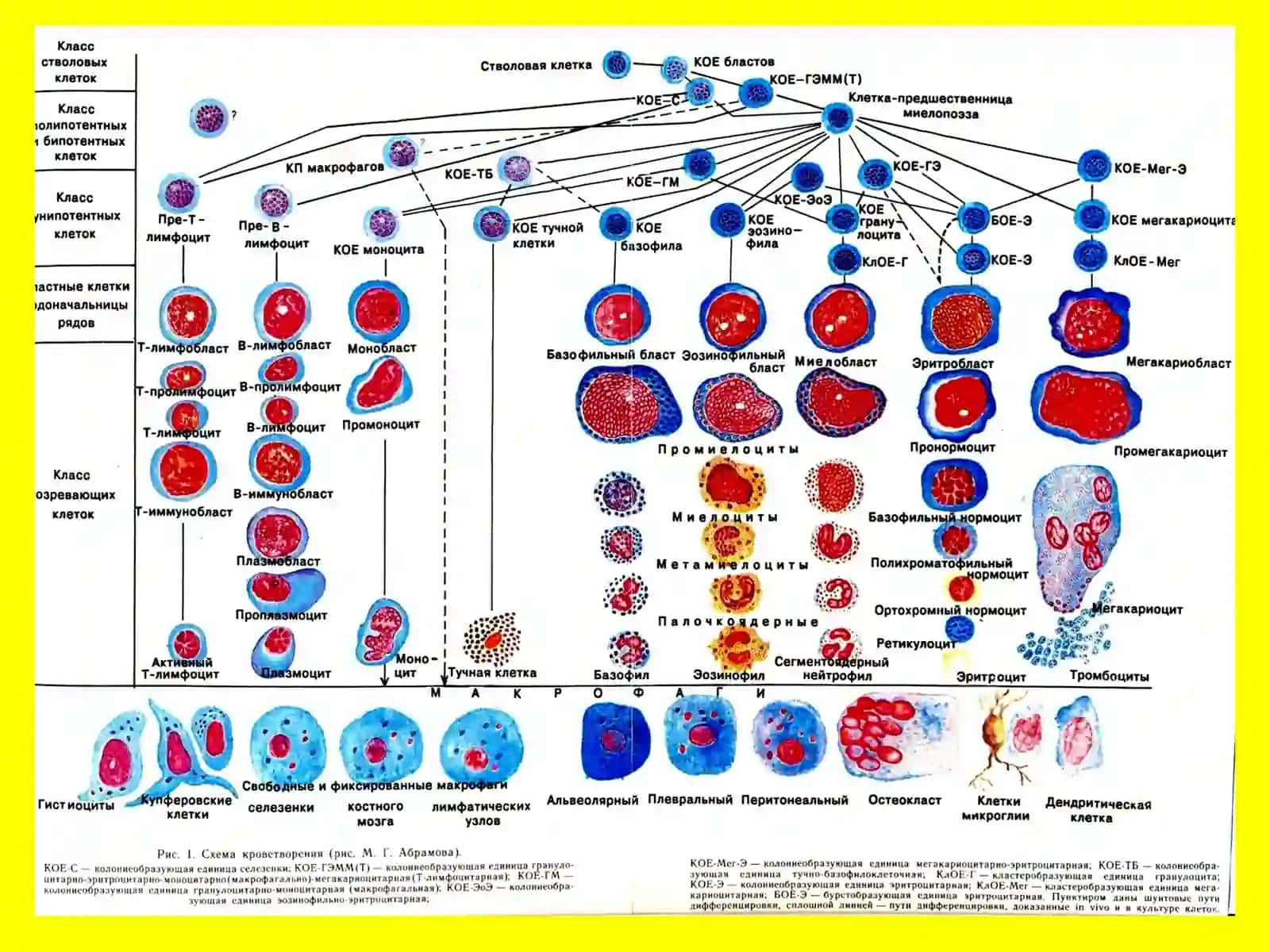 Leykozlar.Limfadenitlar.Splenomegaliya.Timusningrivojlanish 3