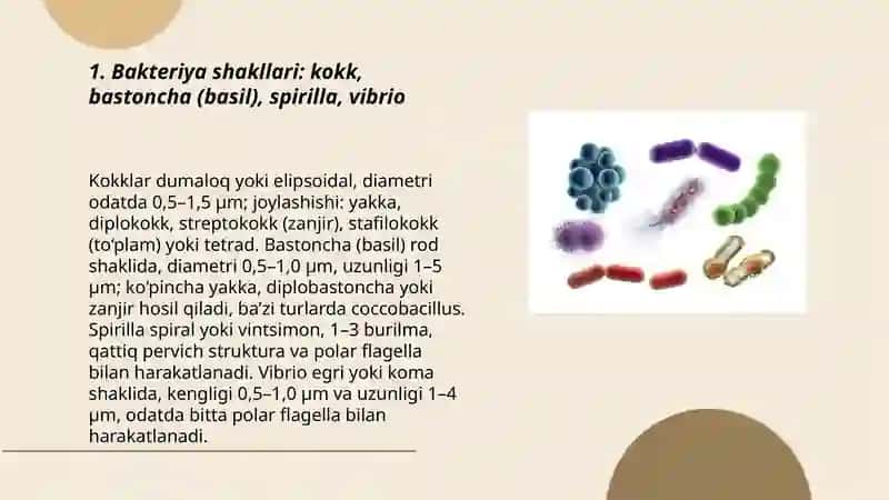 Bakteriyalar morfologiyasi va tuzilishi 3