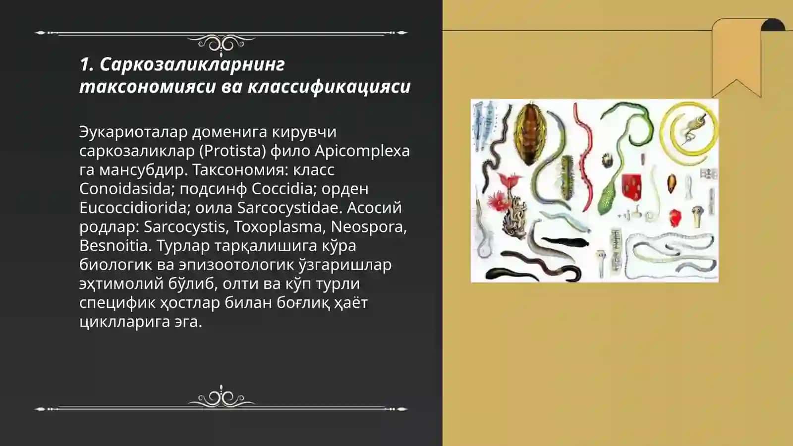 Саркозаликлар инферозаллилар паразитлари 3