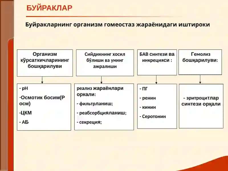 Буйрак Касаллиги билан оғриган беморларни текшириш 3