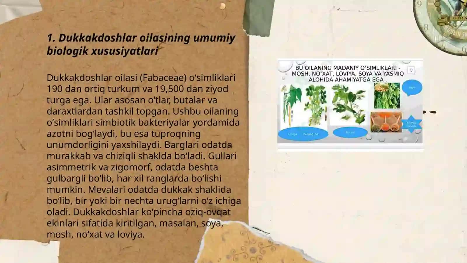 Dukkakdoshlar oilalarining dorivor turlari biologiyasi. Ekologiyasi, areali va ahamiyati 3