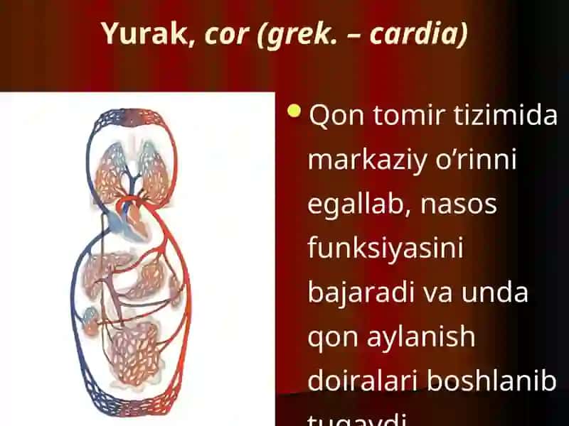 Yurak, qon tomirlar. Aorta ravog’i tarmoqlari. Ichki va tashqi uyqu arteriyalari 3