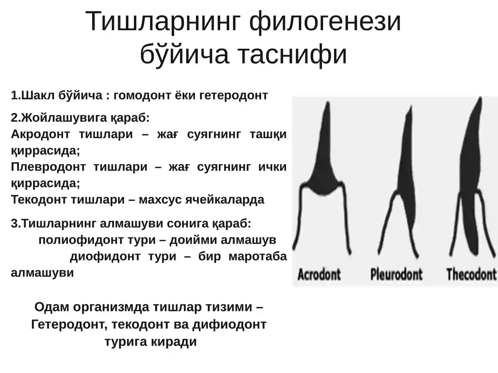 ТИШЛАР ТАРАҚҚИЁТИ.ДЕНТАЛ АНАТОМИЯ АСОСЛАРИ: УМУМИЙ ВА ХУСУСИЙ АНАТОМИЯСИ.ТИШ-ЖАҒ СЕГМЕНТАЛАРИ. ПРИКУСЛАР, ТУРЛАРИ 3