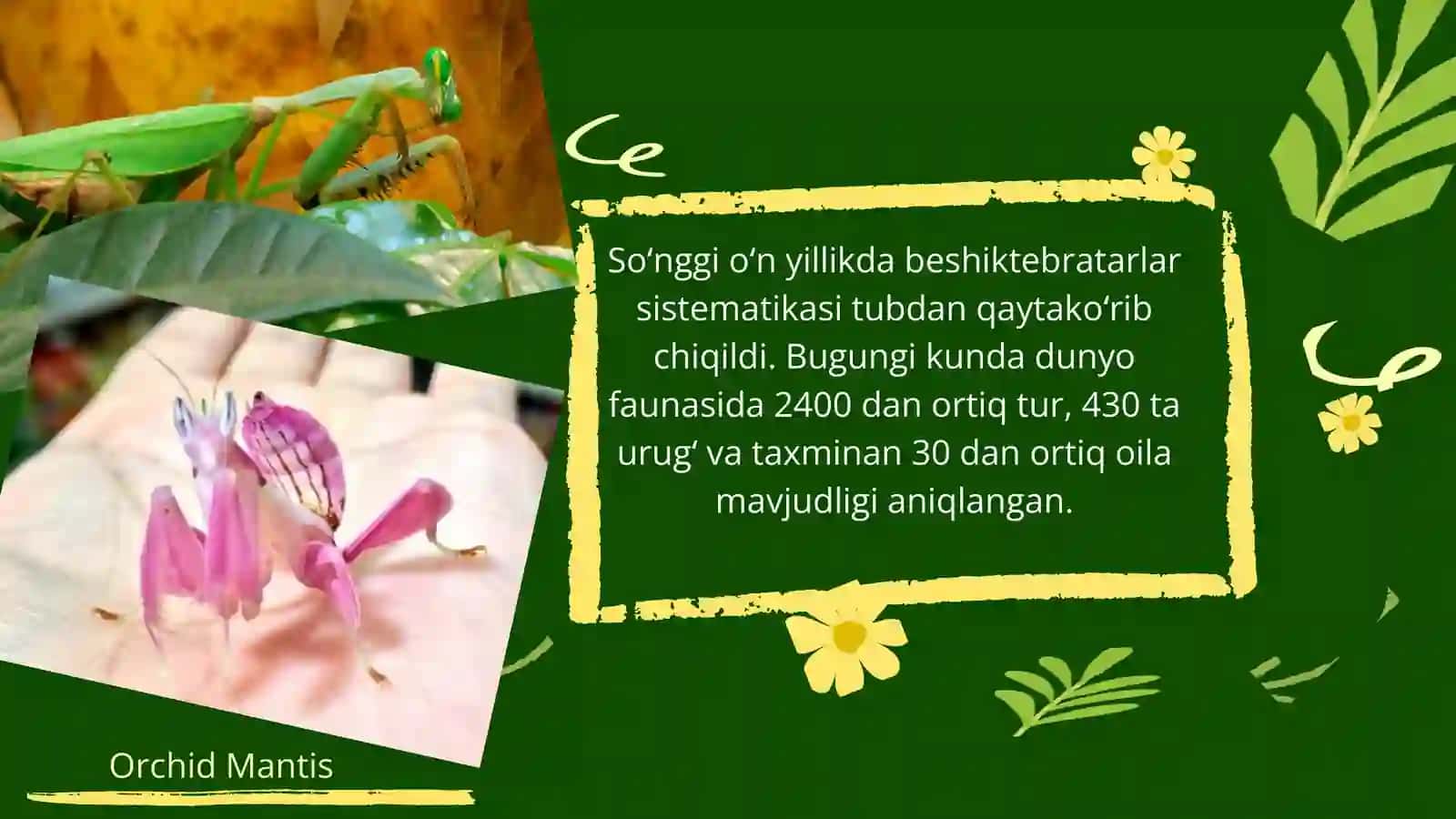 BESHIKTEBRATARLAR TURKUMI VAKILLARI OʻZIGA XOS TUZILISHI 3