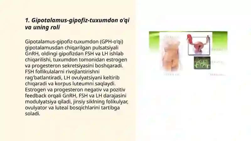 Jinsiy siklning gormonal boshqariluvi mexanizmi 3