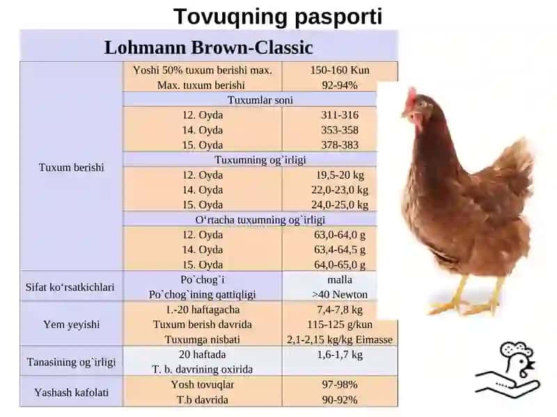 Tuxum beruvchi tovuq uchun - yem ratsionini tuzish 3