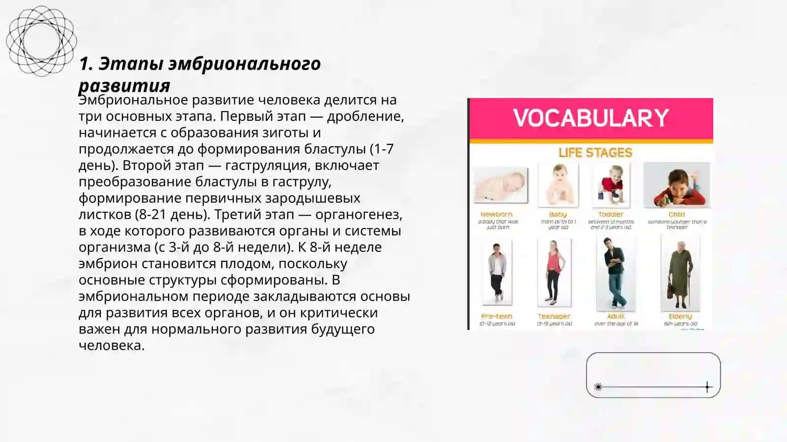 Эмбриональный период и прорезывающие зубы и его развитие 3