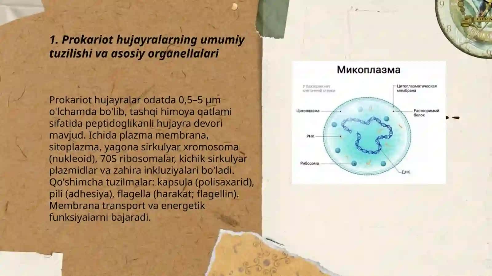 Prokariot hujayralarning tuzilishi. Mikoplazmalar 3