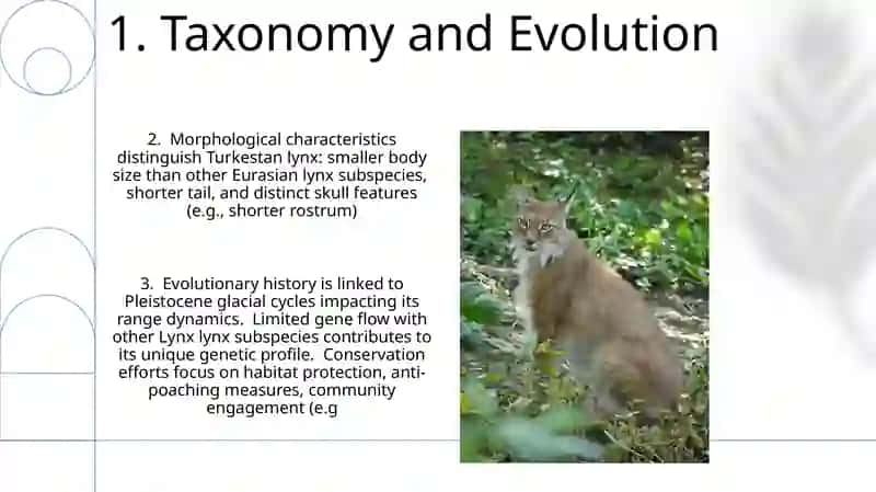 Turkestan lynx 3