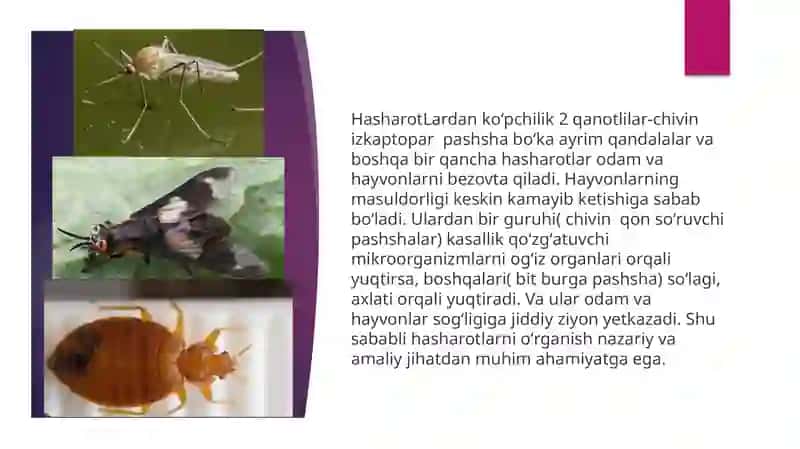 Kasallik tarqatuvchi hasharotlar 3