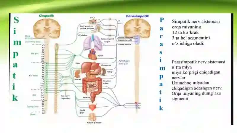 Vegetativ nerv sistema 3