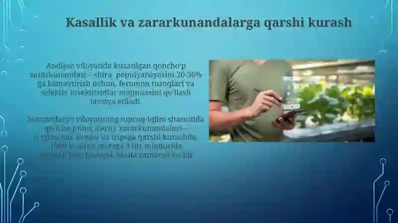Qon choʻp oʻsimligini yetishtirish texnologiyasi 3