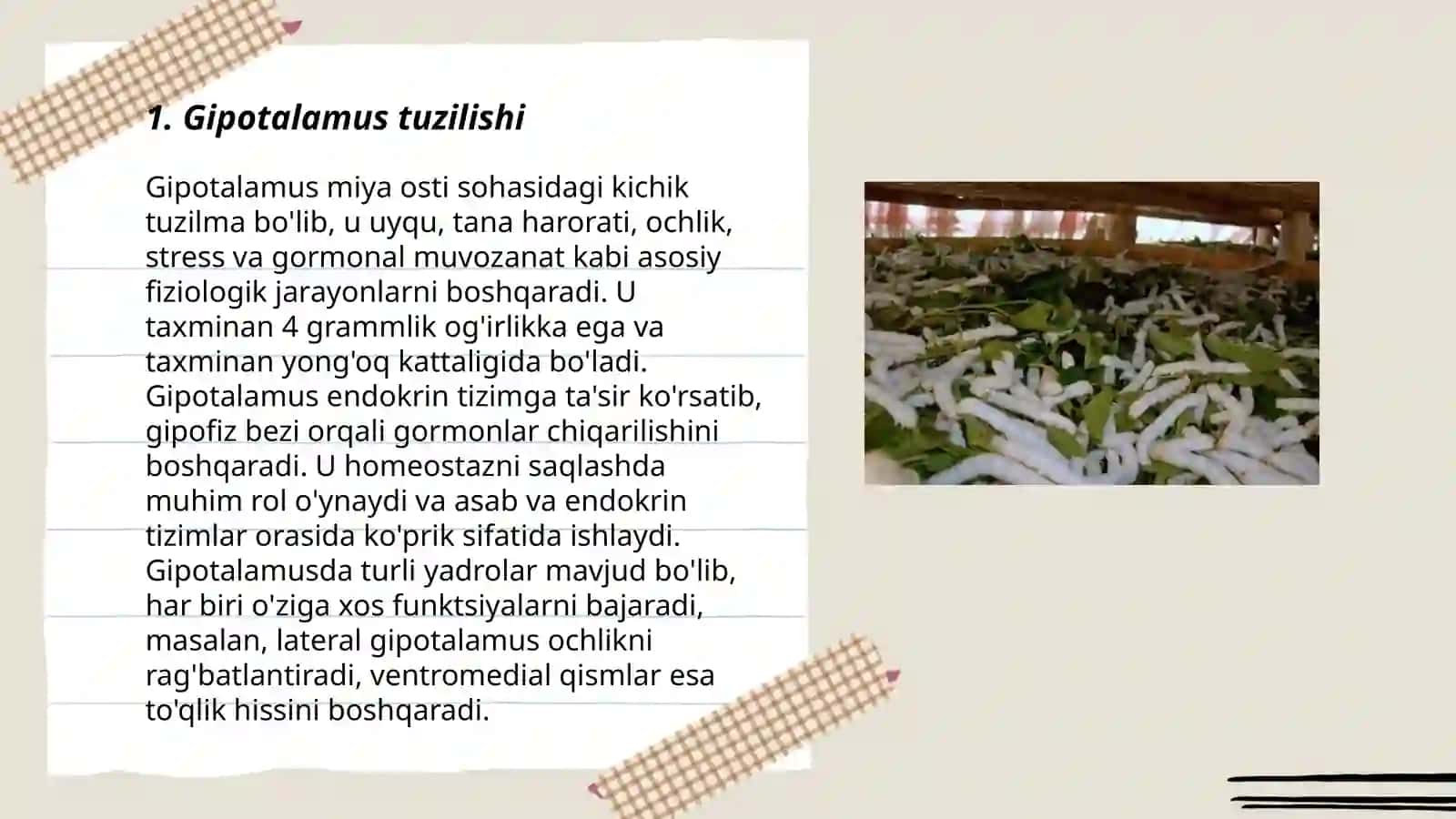 Ipak qurtini anatomik tuzilishi va ichki organlaming bajaradigan vazifalari 3