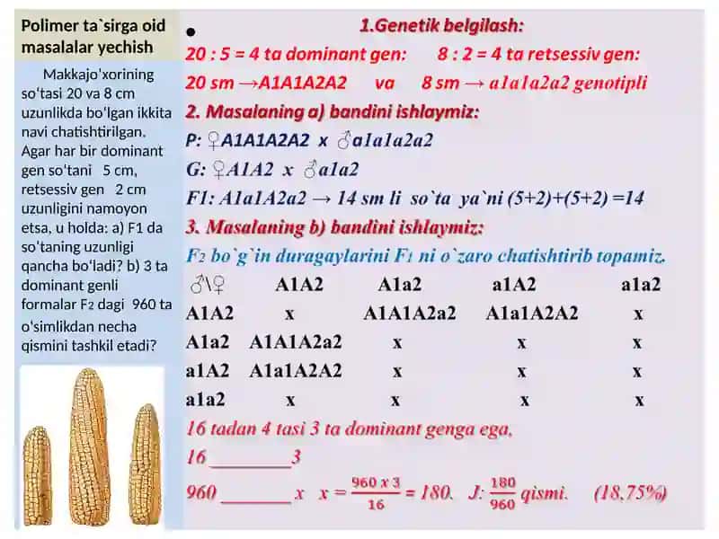 Polimer ta'sirga oid masalalar yechish 3