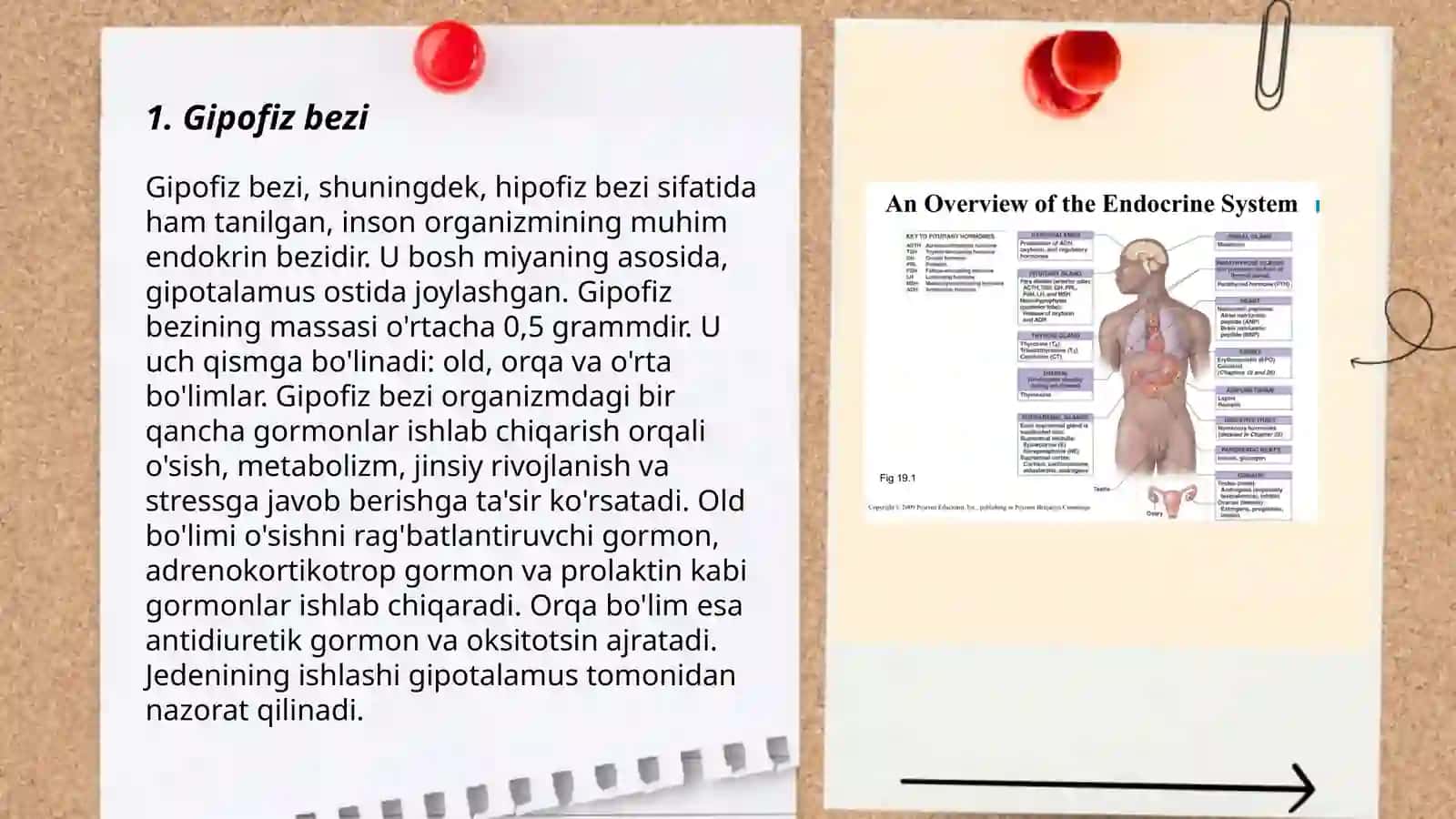 Endokrin bezlar 3