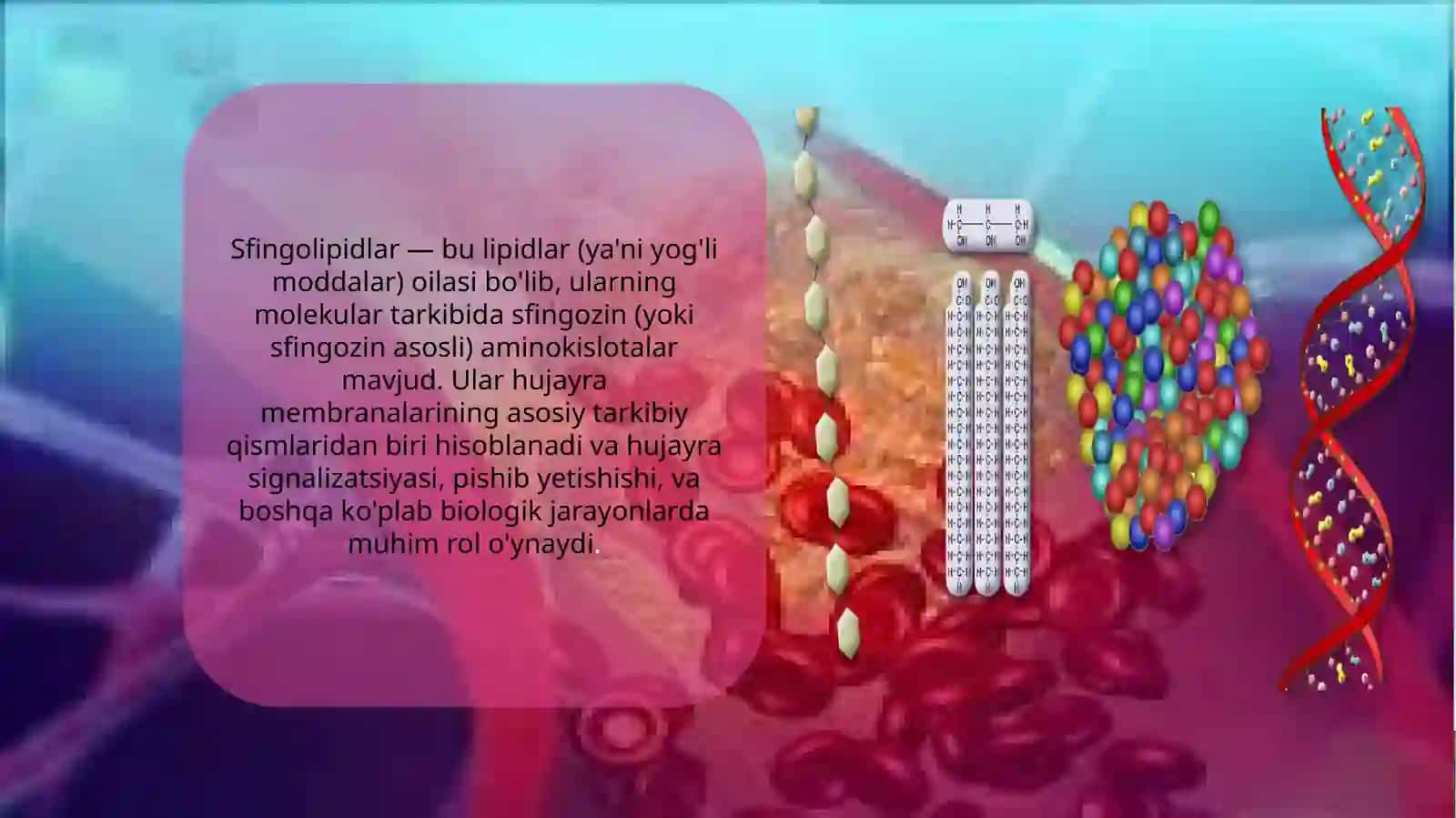 Sfingolipidlar 3