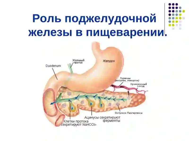Физиология пищеварения 3