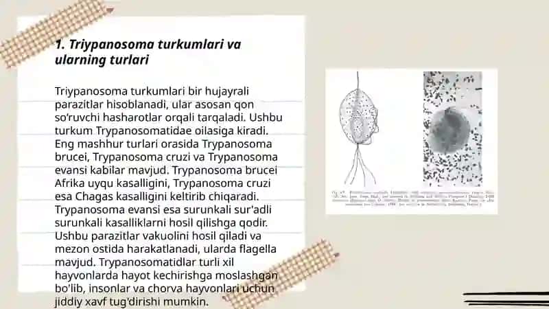 XIVCHINLAR -ODAM PRAZITLARI:TRIPANASOMA,LEYSHMANIYA,7 TRIXOMONADA VA LYAMBLIYA 3