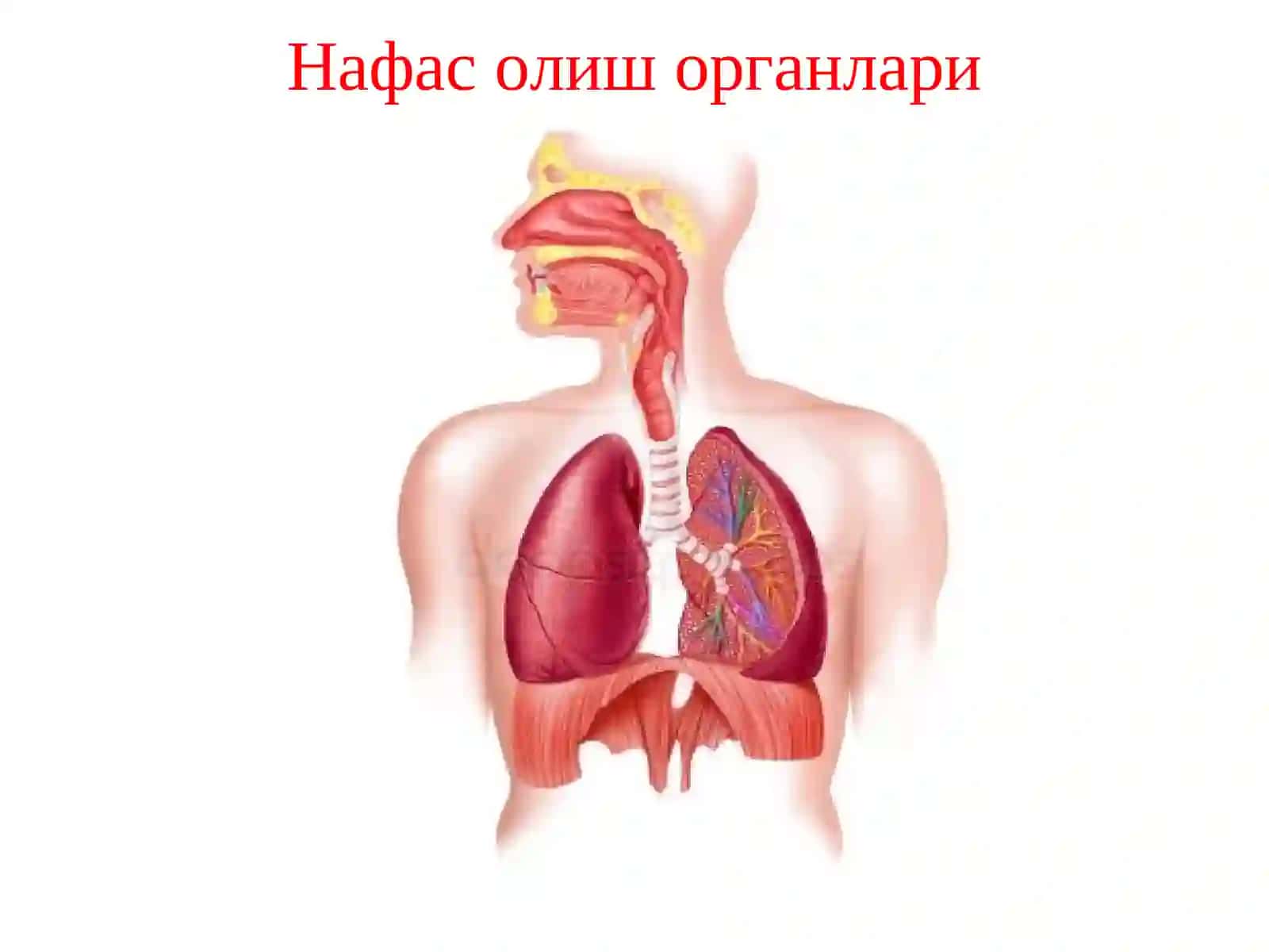 НАФАС ОЛИШ ТИЗИМИНИНГ ТУЗИЛИШИ, ФУНКЦИЯСИ, ЁШГА ОИД ХУСУСИЯТЛАРИ 3