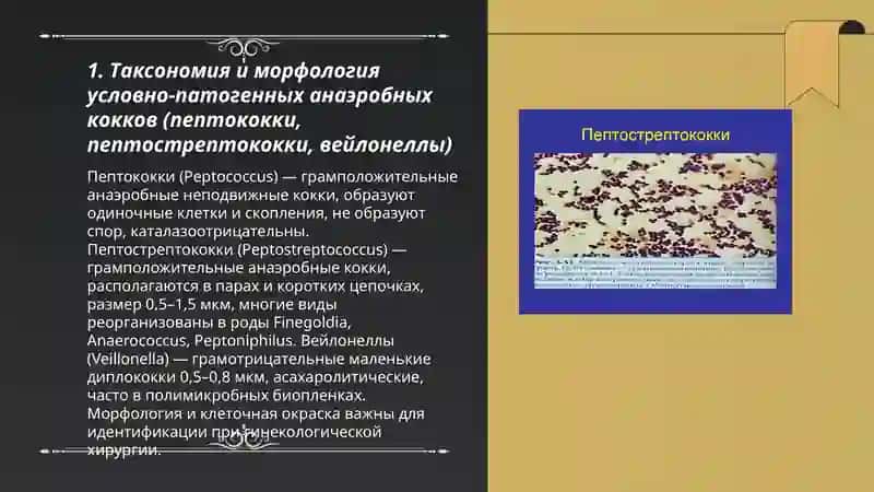 Условно-патогенные анаэробные кокки (пептококки, пептострептококки, вейлонеллы) 3