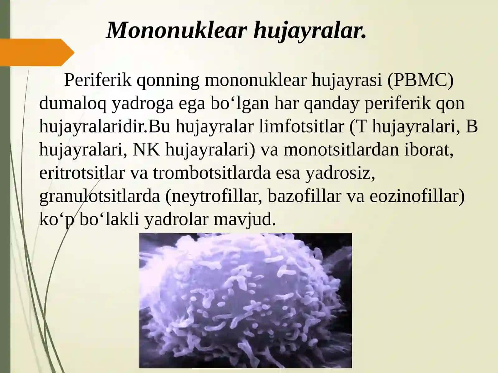MONONUKLEAR -Fagotysitar tizim funksiyalari va ahamiyati 3