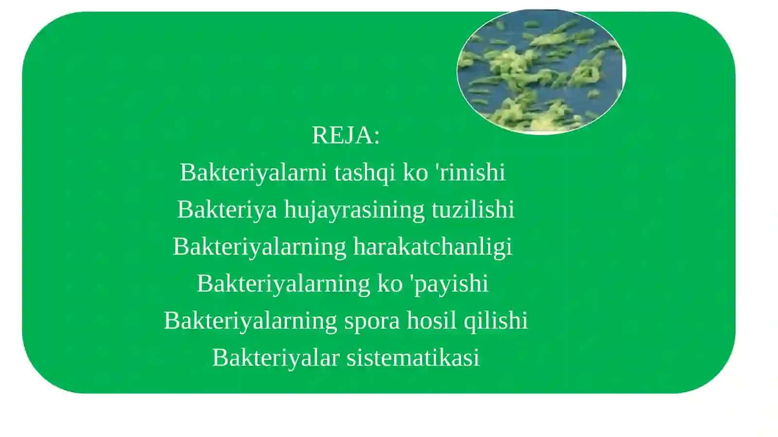 Bakteriyalarning morfologiyasi va sistematikasi 3