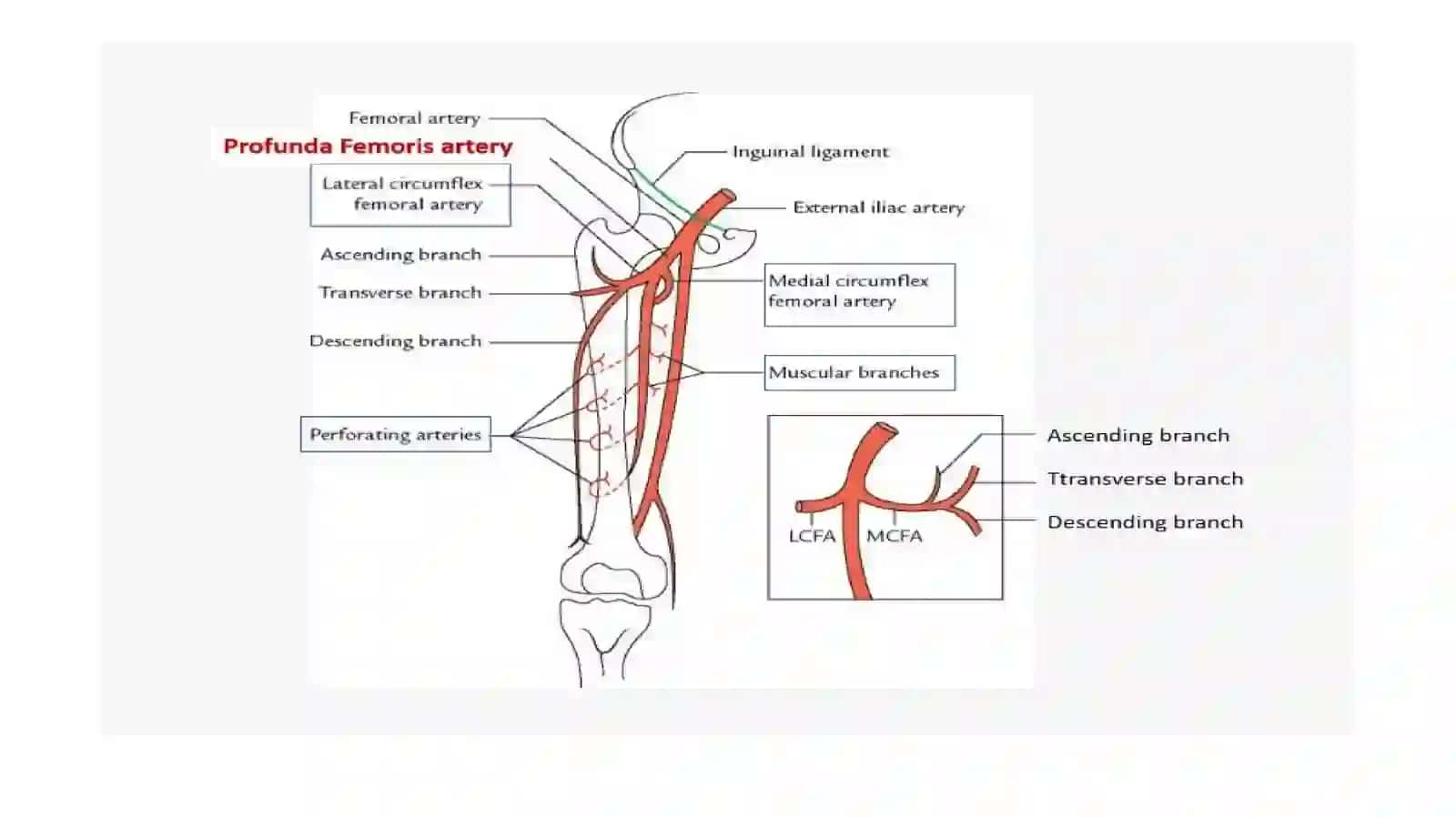 Son, tizza osti va panja arteriyalari. MSKTda anatomik  xususiyatlari 3